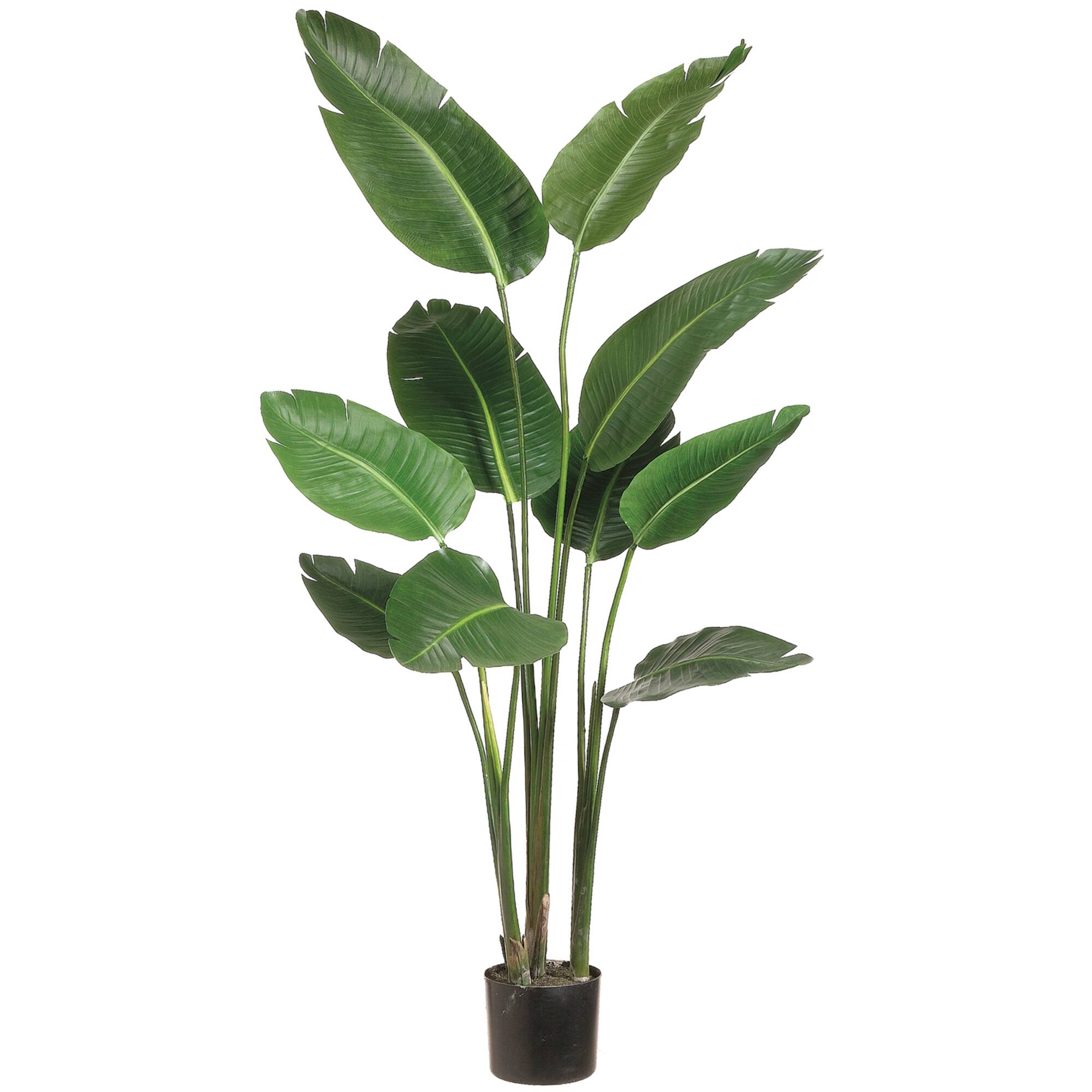 5 Ft. Bird of Paradise Plant